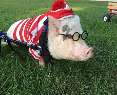 That is not the case for Chris P. Bacon, a month-old piglet from Florida whose videotaped struggle to learn how to use a tiny wheelchair have turned him an Internet sensation. "He's cute. He grunts.
